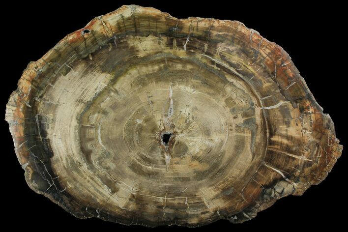 Petrified Wood (Araucaria) Round - Madagascar #170388